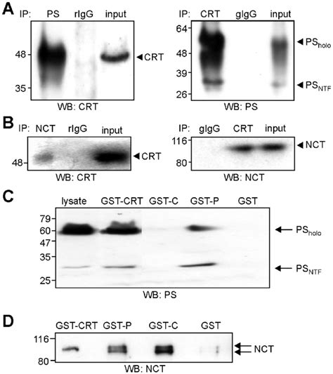 Calreticulin Interacts With Presenilin Via Its P Domain And With Download Scientific Diagram