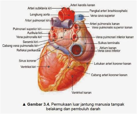 Struktur Anatomi Jantung Ilmu Kesehatan