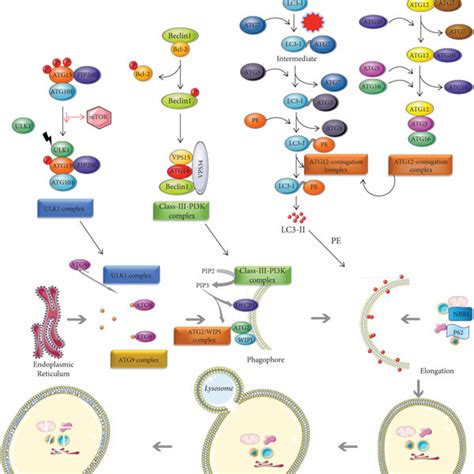 Autophagic Activity In Differentiation From Monocytes To Macrophages