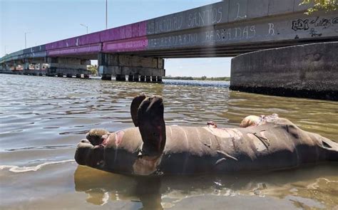 ¿regresa Mortandad De Manatíes A Tabasco El Tres Culturas