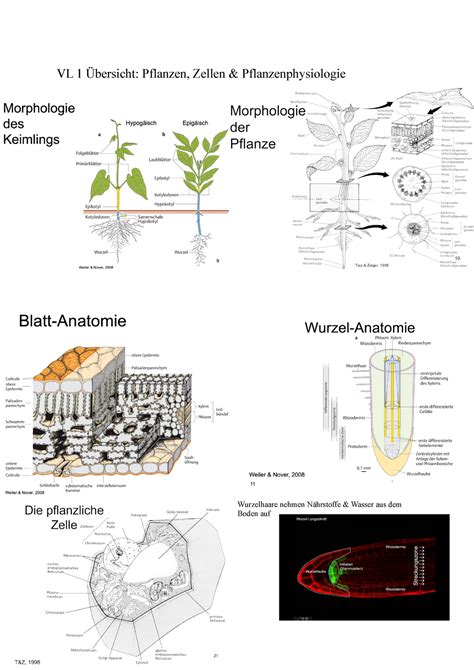 Pflanzenphysio Vl Vl Bersicht Pflanzen Zellen