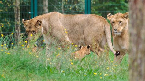 Lion Family by DucoNdona on DeviantArt