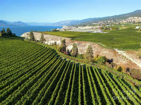 Naramata Bench Okanagan Lake Winery Vineyard Aerial Photograph By Kevin