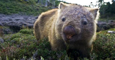 Interesting Wombat Facts | by SEEtheWILD Wildlife Conservation