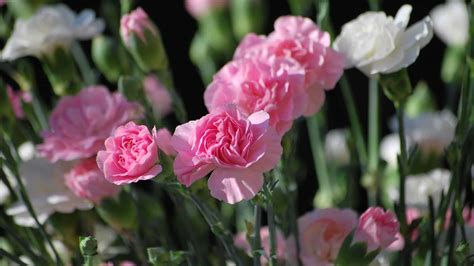 January Birth Flower: Symbolism and Meaning of Carnations - A-Z Animals