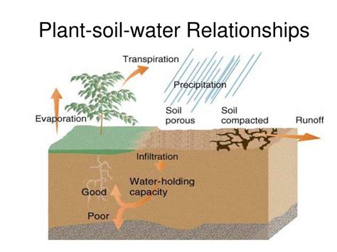 PPT Why Is A Study Of Soil Important PowerPoint Presentation Free