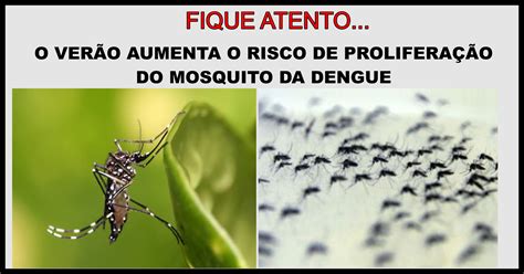 AtenÇÃo VerÃo Aumenta O Risco De ProliferaÇÃo Do Mosquito Da Dengue