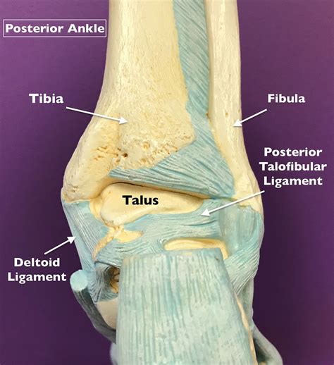 What Exactly is Ligament Damage in the Ankle?