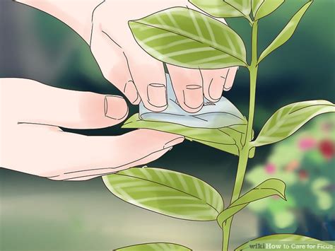 How To Care For Ficus 10 Steps With Pictures Wikihow