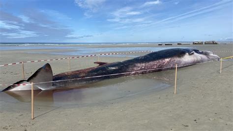 Finistère une deuxième baleine s échoue sur une plage huit jours