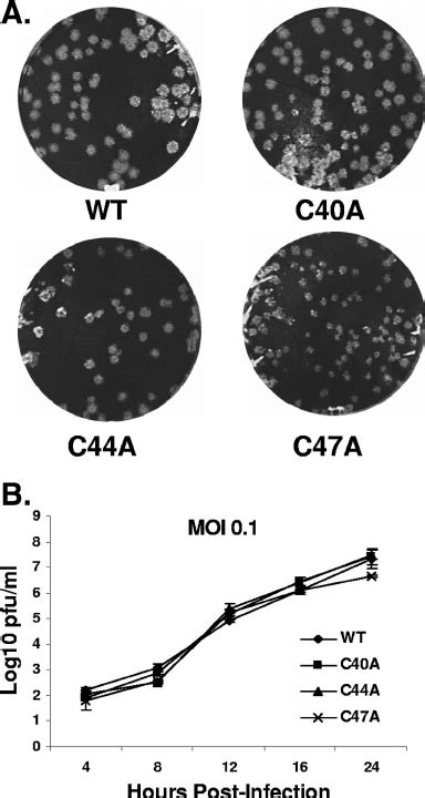 Plaque Morphologies And Growth Kinetics Of Single Substitution Mutants