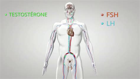 Le Fonctionnement Du Testicule Youtube