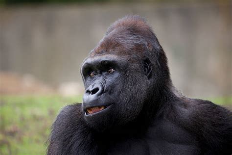 Best Smiling Gorilla Stock Photos Pictures And Royalty Free Images Istock