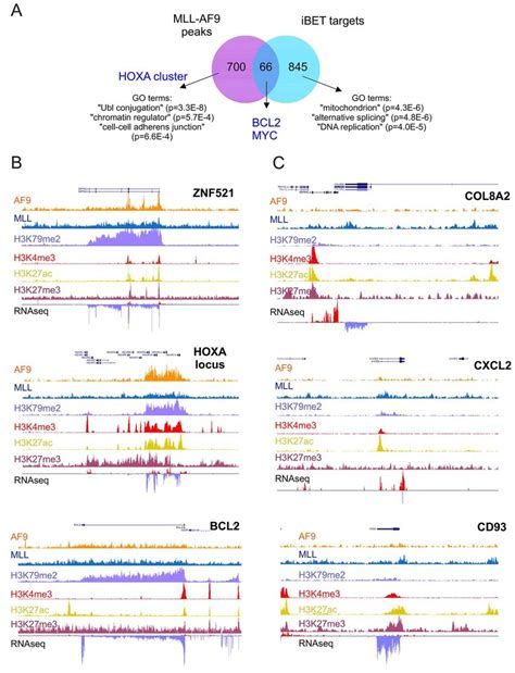 Brd34 Inhibition Downregulates Mll Af9 Dependent And Independent