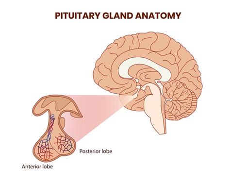 Pituitary Gland Vector Art Stock Images Depositphotos