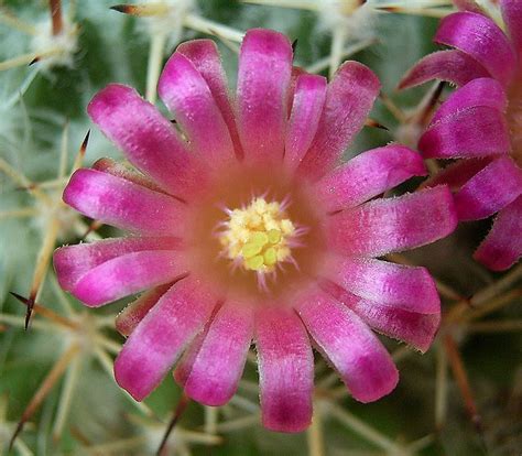 Mammillaria Wiesingeri