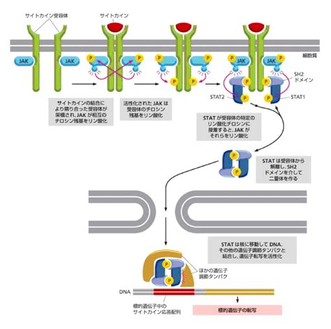 親水性シグナル分子の細胞内へのシグナル伝達 漢方医学療法研究会