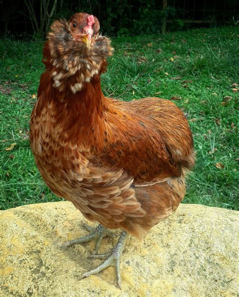 Gallina Araucana Gallinas Y Gallos Gallinas Aves