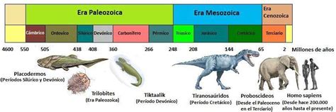 Linea Del Tiempo De Las Eras Geologicas Linea Del Tiempo De Eras Images