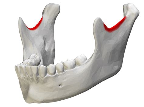 Mandible - The Definitive Guide | Biology Dictionary