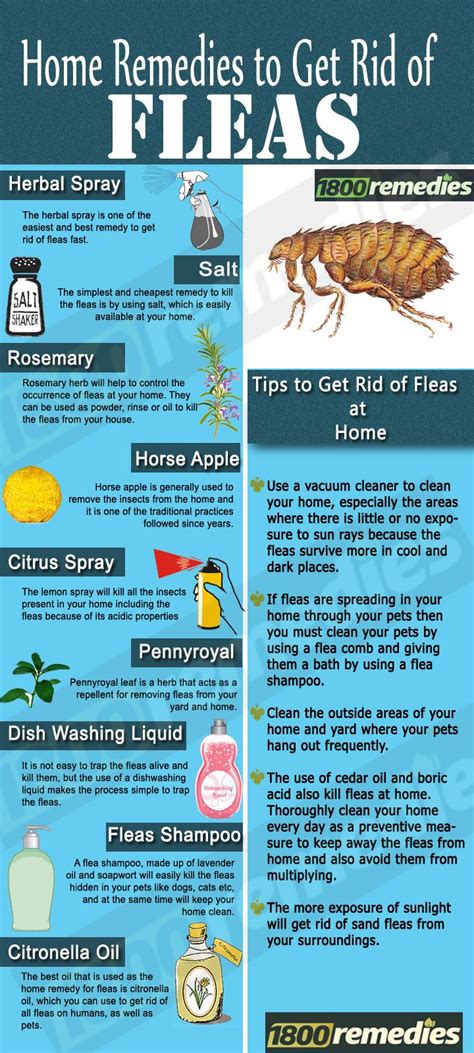 How To Get Rid Of Fleas On Clothes And Bedding - Paint Living Room