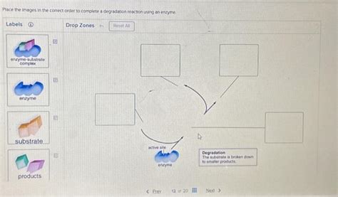 Solved Place The Images In The Correct Order To Complete A Chegg