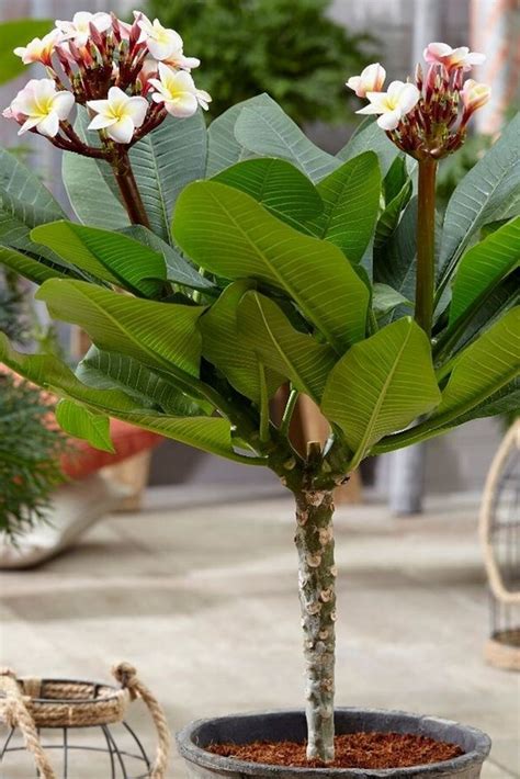 HB BOTANIC Ithal Hint Mabet Ağacı Nadir Plumeria Alba Tohumu 5 Adet