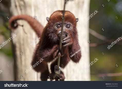 Howler Monkey Baby Stock Photo 226670839 - Shutterstock