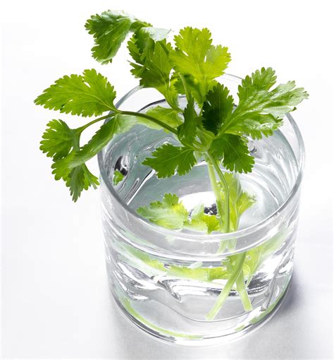 how to pronounce cilantro