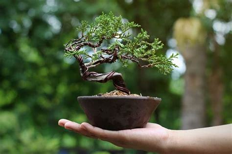 The Most Expensive Bonsai Tree