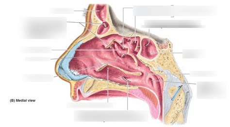 Lateral wall of nasal cavity (sinueses) Diagram | Quizlet