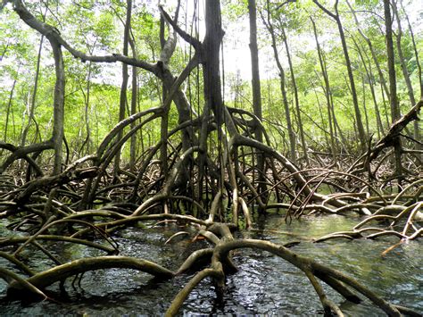 Ecological Mangrove Rehabilitation Mangrove Action Project