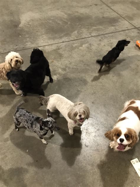 K9 Basics LLC | Peshtigo WI