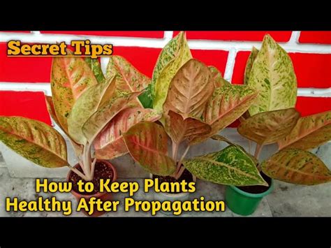 How to Propagate Aglaonema II A-Z Information for Beginner II Aglaonema Propagation Process II ...