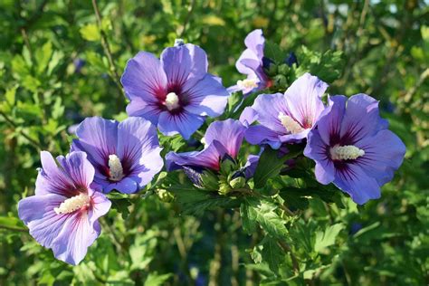 Hibiskus im Kübel pflanzen und pflegen VIVANNO