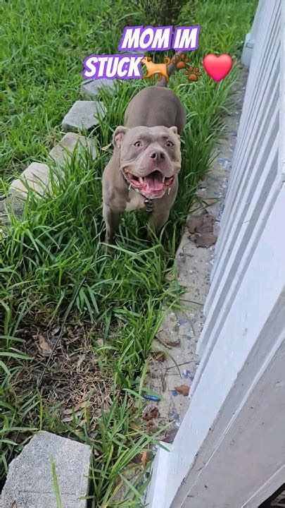 My Dog Got Stuck Im The Yard🐕🐾 ️ Americanbullybreed Adorabledog