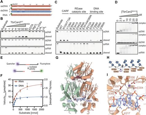 TbrCan2 Has SsRNA And SsDNA Endonuclease Activities A Schematic