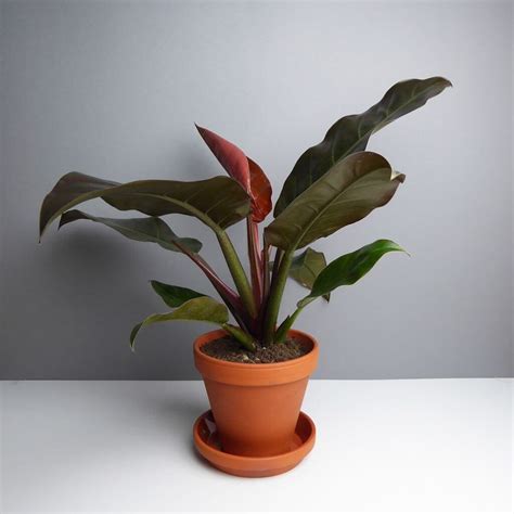 Philodendron Imperial Red Indoor House Plants 植物