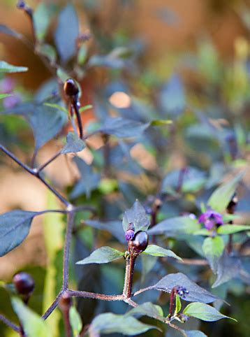 Closeup Black Prince Chili Pepper Plant Stock Photo - Download Image ...