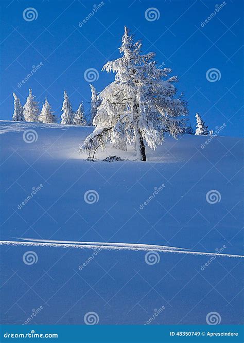 Snowy trees stock image. Image of freeze, cold, shadow - 48350749