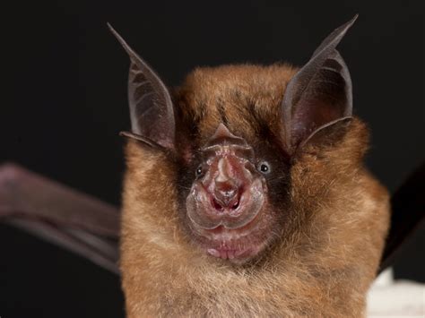 Bats May Be Carrying The Next Sars Pandemic Science Aaas