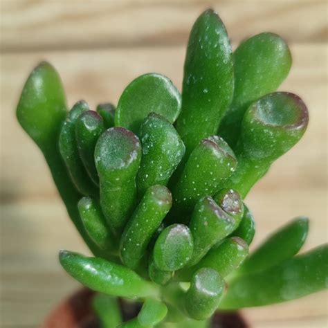 Crassula Ovata Gollum Succulentes Et Jolies Plantes