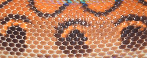 Free Images Texture Pattern Pollen Color Reptile Scale Close