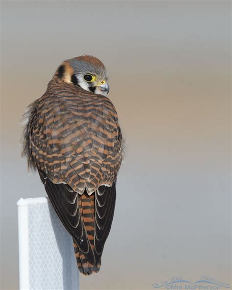 Winter Female American Kestrel Photos On The Wing Photography