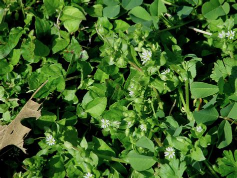 Common Chickweed Common Chickweed Stellaria Media White 1 Flickr