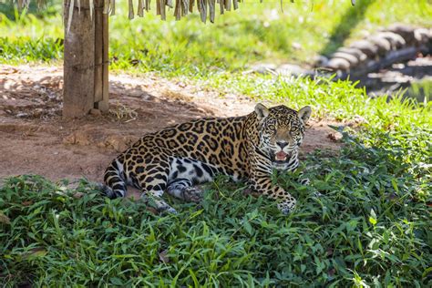 D A Mundial De La Vida Silvestre Se Celebra Hoy Con Homenaje A Los