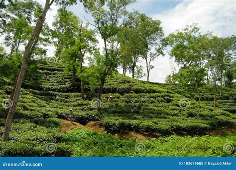 Tea Garden at Sylhet, Bangladesh Stock Image - Image of cultivate ...