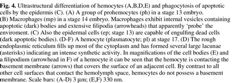 Ultrastructural Differentiation Of Hemocytes A B D E And Phagocytosis Download Scientific