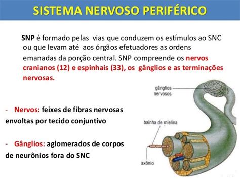 Sistema Nervoso