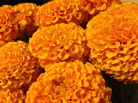 marigolds day   dead orange flower ray bouknight flickr